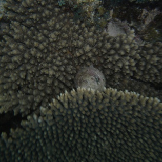 Plate Coral with Trochus shell