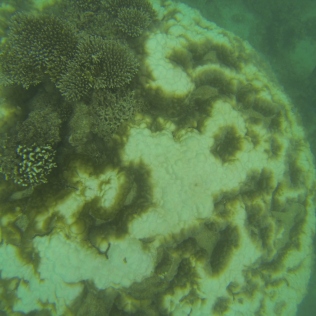 Massive hard coral with bleaching (HCB)