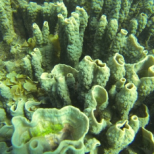 Foliose hard coral (HCF) with Labophora algae